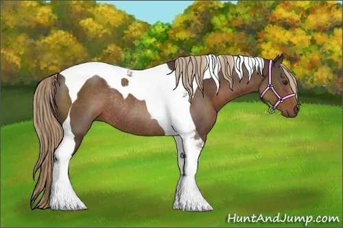 Horse Color:Liver Chestnut Sabino Tobiano Rabicano