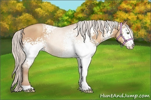 Horse Color:White Spotted Silver Amber Champagne 