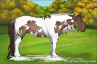 Horse Color:White Spotted Liver Chestnut Tobiano Rabicano