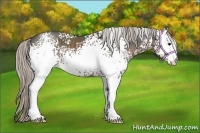 Horse Color:White Spotted Silver Black 