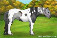 Horse Color:Black Tobiano 