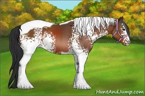 Horse Color:White Spotted Bay Tobiano 