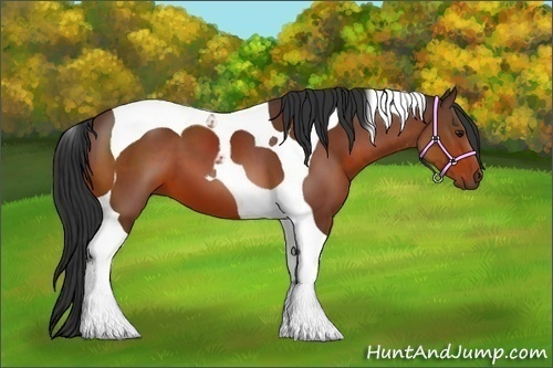 Horse Color:Bay Tobiano
