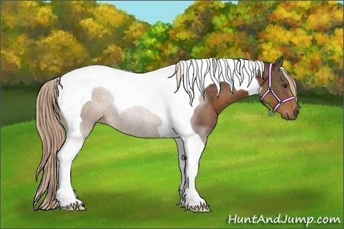 Horse Color:Liver Chestnut Tobiano 