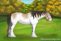 Horse Color:White Spotted Amber Cream Champagne 