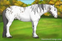 Horse Color:White Spotted Grullo Onyx Appaloosa 