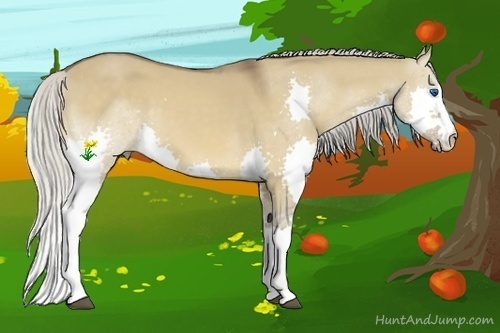 Horse Color:Silver Bay Dun Splash 