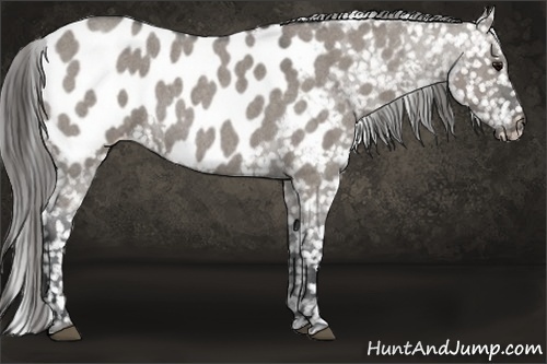 Horse Color:Grullo Roan Appaloosa 