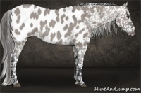 Horse Color:Grullo Roan Appaloosa 