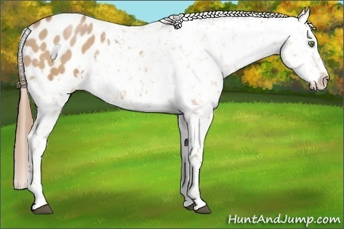 Horse Color:Bay Pearl Appaloosa 