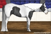 Horse Color:Black Splash Tobiano Rabicano 
