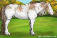 Horse Color:White Spotted Black Pearl Rabicano 