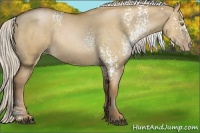 Horse Color:White Spotted Silver Grullo Pearl Sabino 