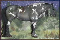 Horse Color:White Spotted Black