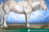 Horse Color:White Spotted Silver Classic Champagne Appaloosa Rabicano  and White Spotted Silver Grullo Roan Splash Rabicano 
