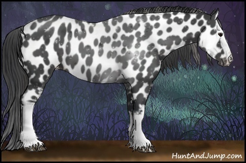 Horse Color:White Spotted Black Sabino Appaloosa 