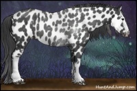 Horse Color:White Spotted Black Sabino Appaloosa 