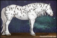 Horse Color:White Spotted Silver Blue Roan Appaloosa