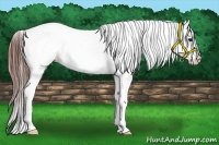 Horse Color:Bay Splash Frame Appaloosa 