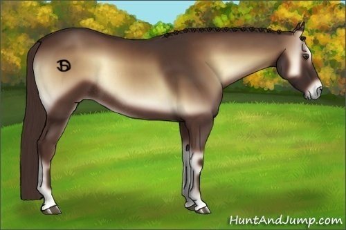 Horse Color:Red Onyx Rabicano 