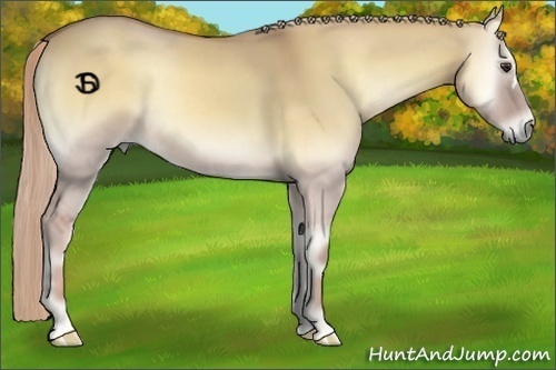 Horse Color:Palomino Onyx 