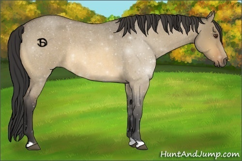 Horse Color:Buckskin Roan Dun 