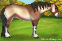 Horse Color:Buckskin Onyx 