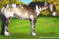 Horse Color:White Spotted Bay Onyx Appaloosa