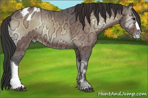 Horse Color:Bay Ice Onyx Appaloosa