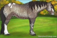 Horse Color:Bay Ice Onyx Varnish 