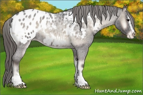 Horse Color:Smoky Blue Onyx Roan Sabino Appaloosa