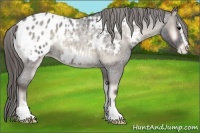 Horse Color:Smoky Blue Onyx Roan Sabino Appaloosa