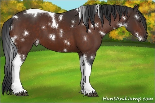 Horse Color:White Spotted Bay Tobiano