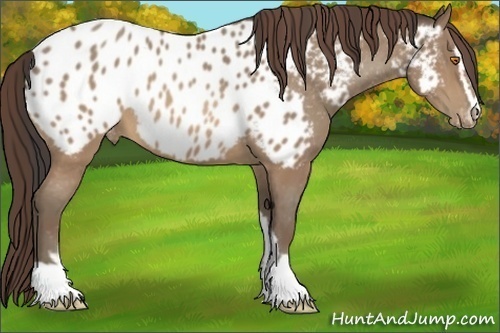 Horse Color:Sable Champagne Sabino Appaloosa 