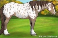 Horse Color:Sable Champagne Sabino Appaloosa 