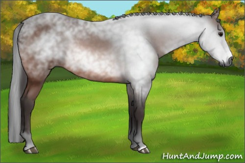 Horse Color:Gray Bay 