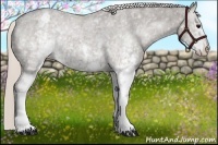 Horse Color:White Spotted Silver Black Appaloosa 