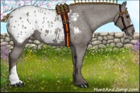 Horse Color:Silver Black Appaloosa 