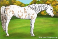 Horse Color:White Spotted Liver Chestnut Pearl Blanket 