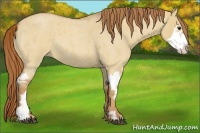 Horse Color:Red Dun Roan Splash Frame Rabicano