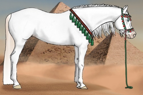 Horse Color:White Spotted Liver Chestnut Pearl Appaloosa