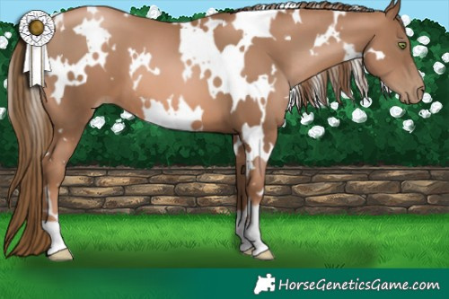 Horse Color:White Spotted Liver Chestnut Pearl 