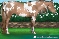 Horse Color:White Spotted Liver Chestnut Pearl 
