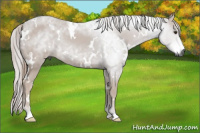 Horse Color:Gray White Spotted Chestnut 