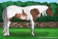 Horse Color:Bay Tobiano Varnish Rabicano 