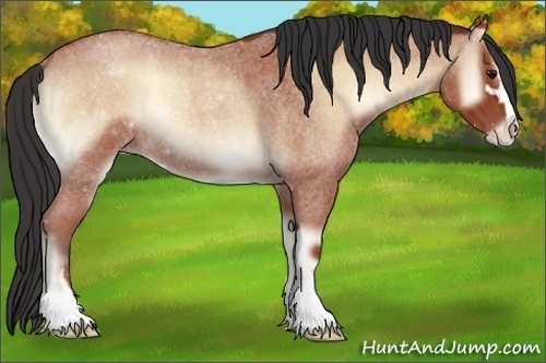 Horse Color:Bay Roan Onyx Sabino Rabicano