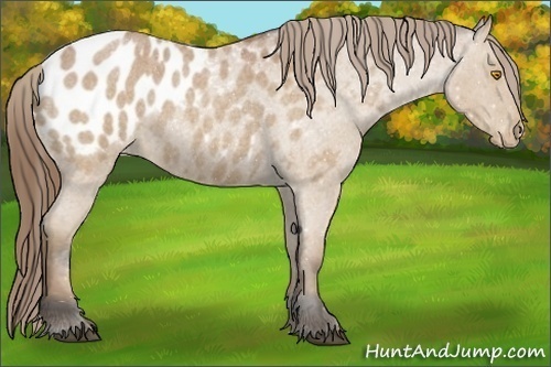 Horse Color:Buckskin Roan Appaloosa 