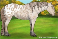 Horse Color:Buckskin Roan Blanket