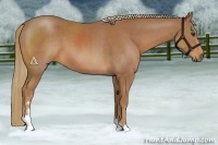 Horse Color:Chestnut Sabino