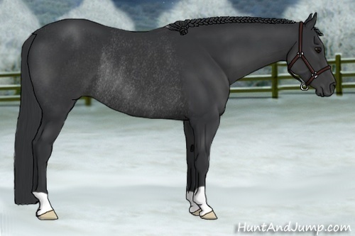 Horse Color:Black Rabicano 
